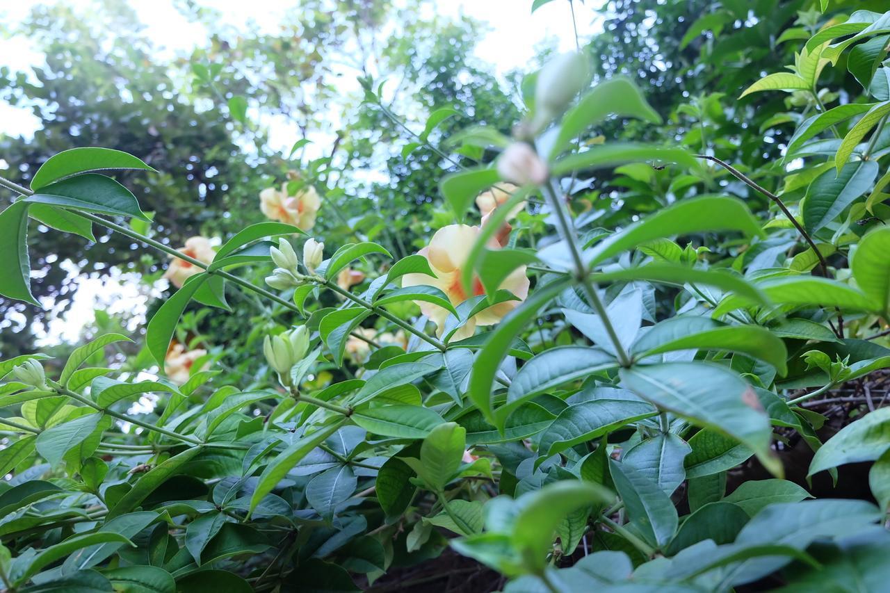 Samerdrow Khao Yai Mu Si Exteriör bild